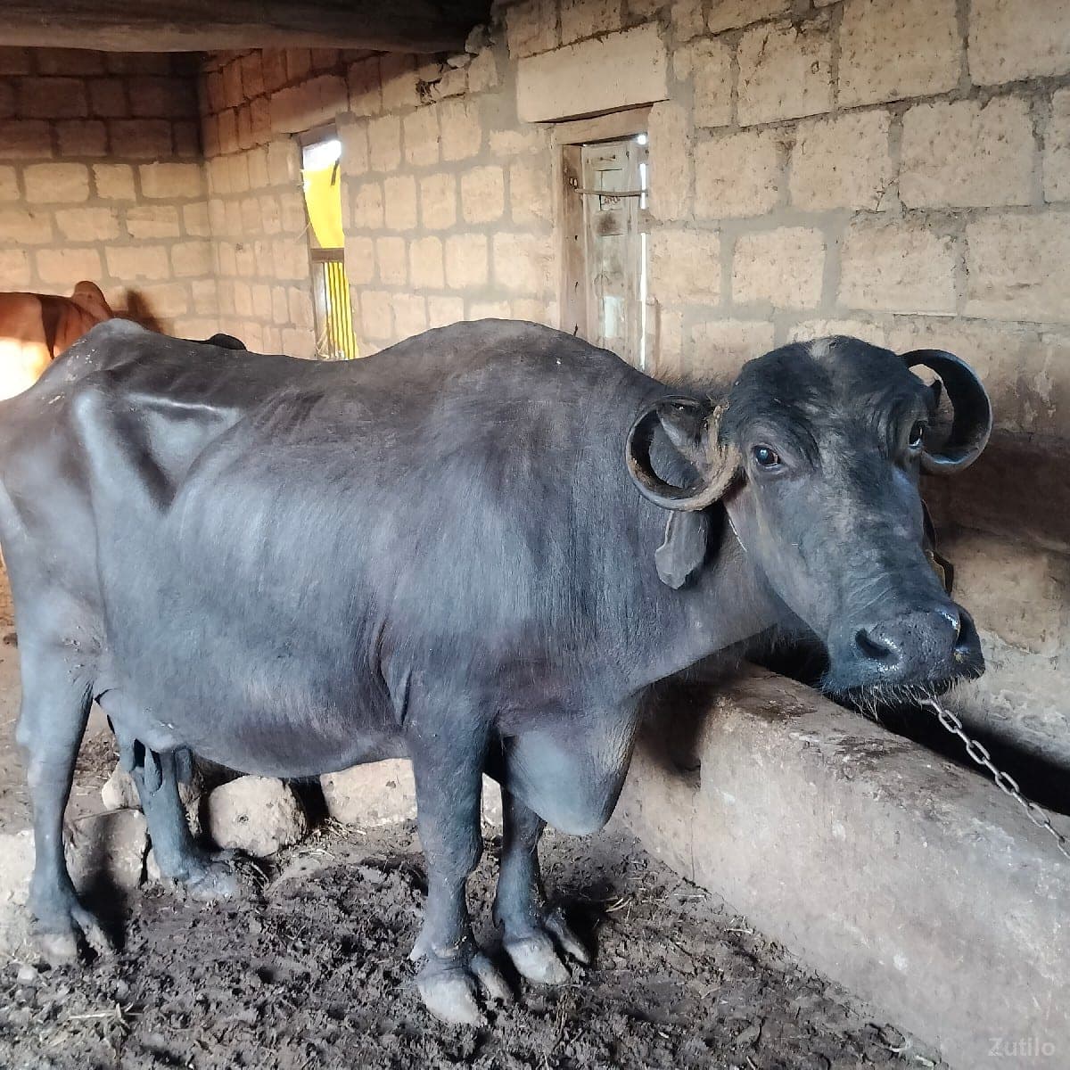 ભેંસ વેચવાની છે