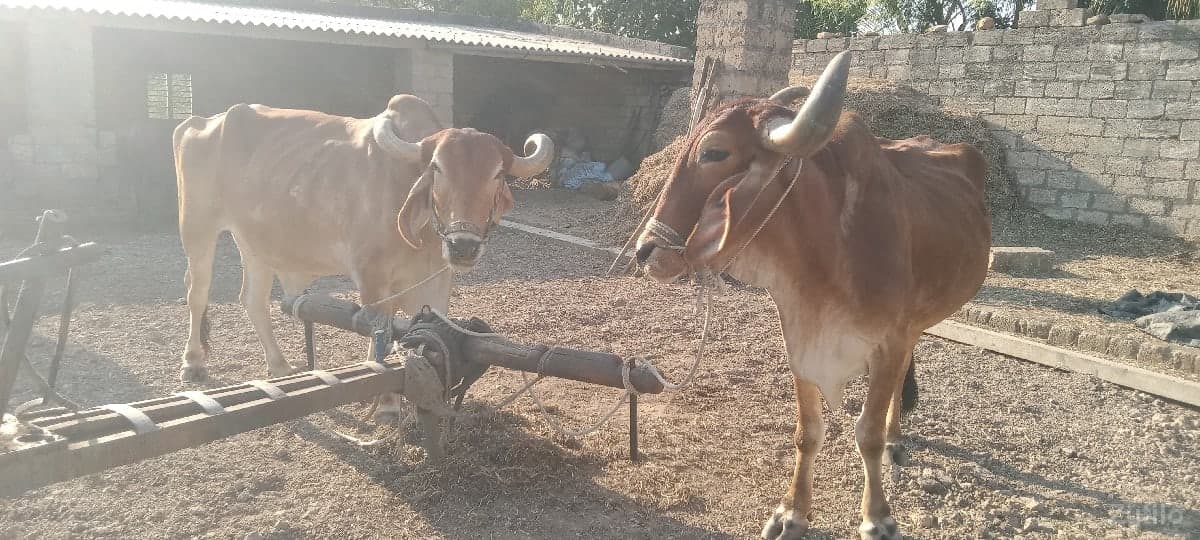 બે બળદ વેચવાના છે