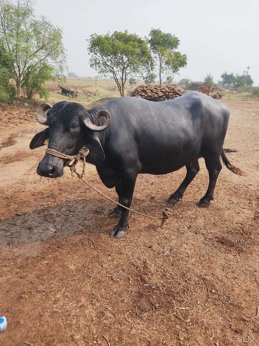 Bhesh. na sata ma alto hale Bhesh. na sata ma alto hale