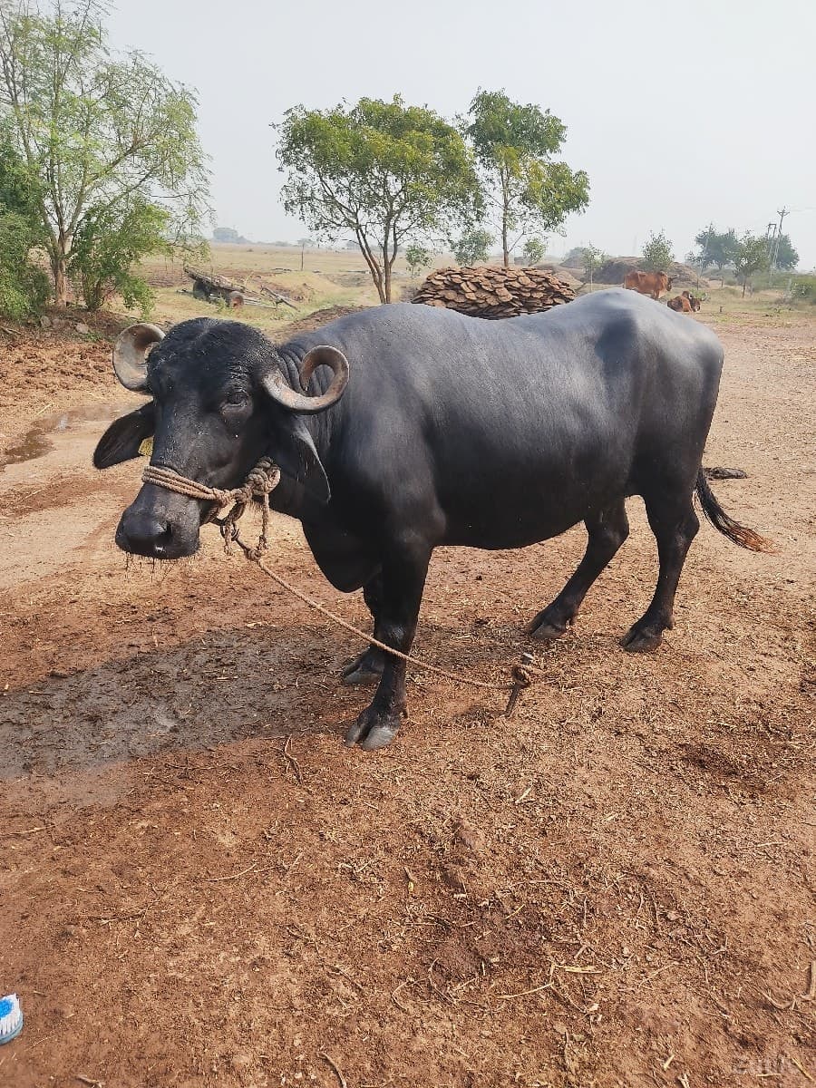 Bhesh. na sata ma alto hale