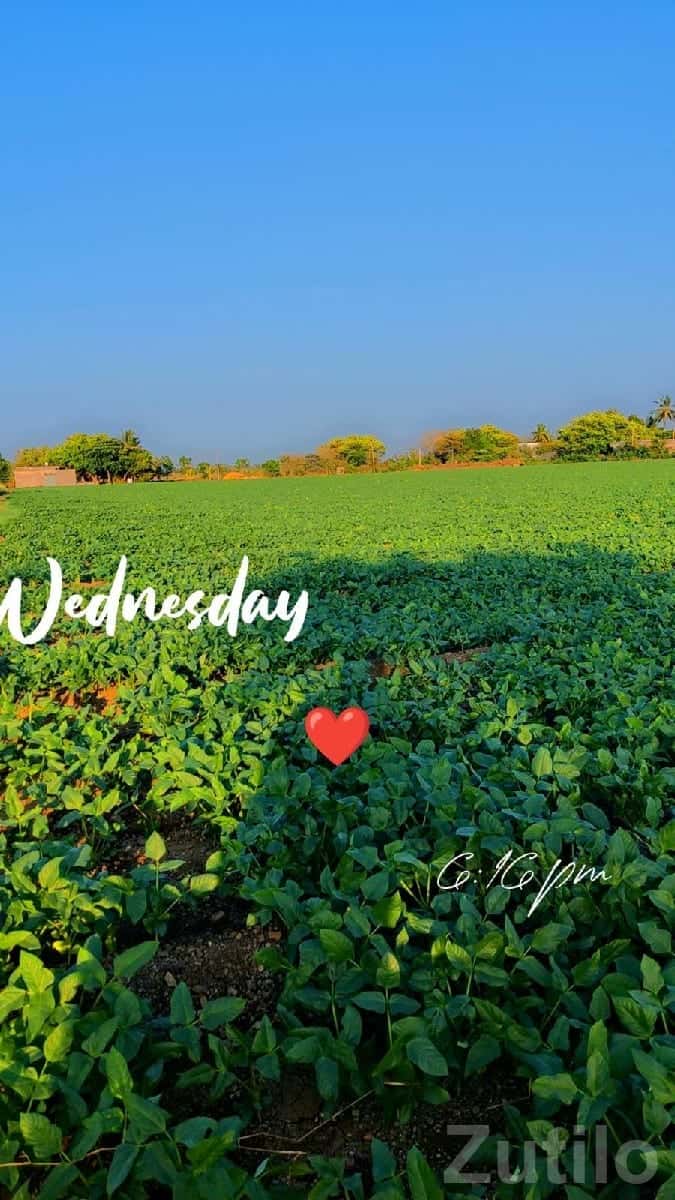 Fertile Green Agricultural Land Plot Fertile Green Agricultural Land Plot