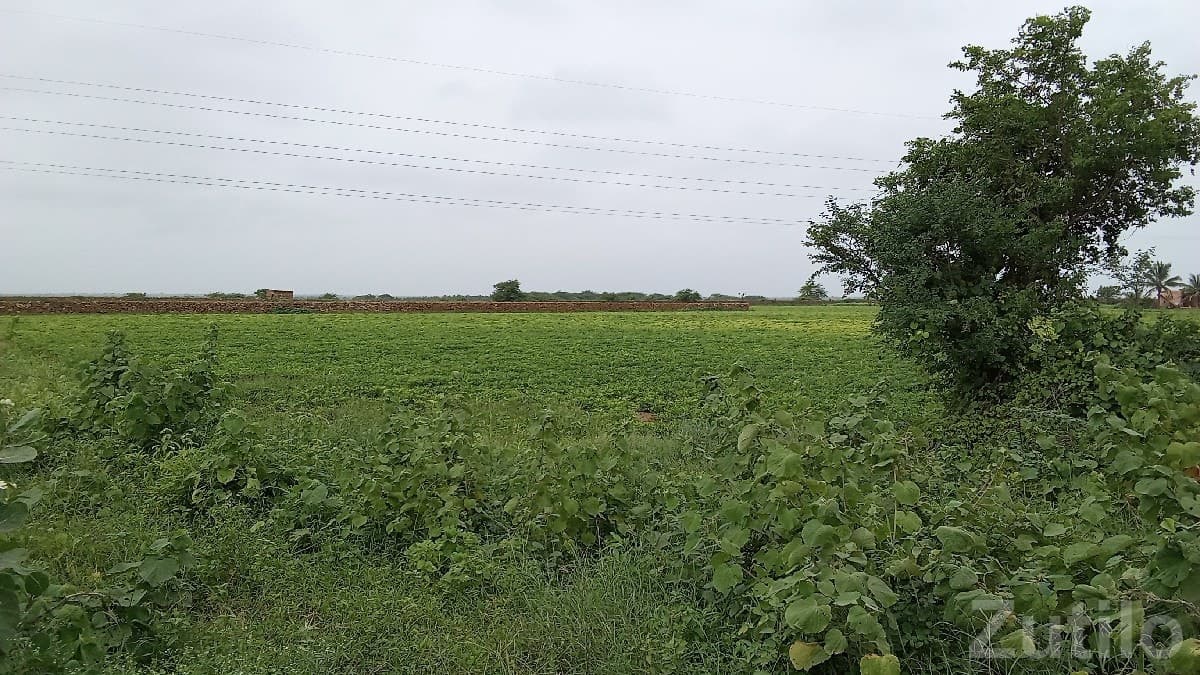 Green Agricultural Land in Salaya