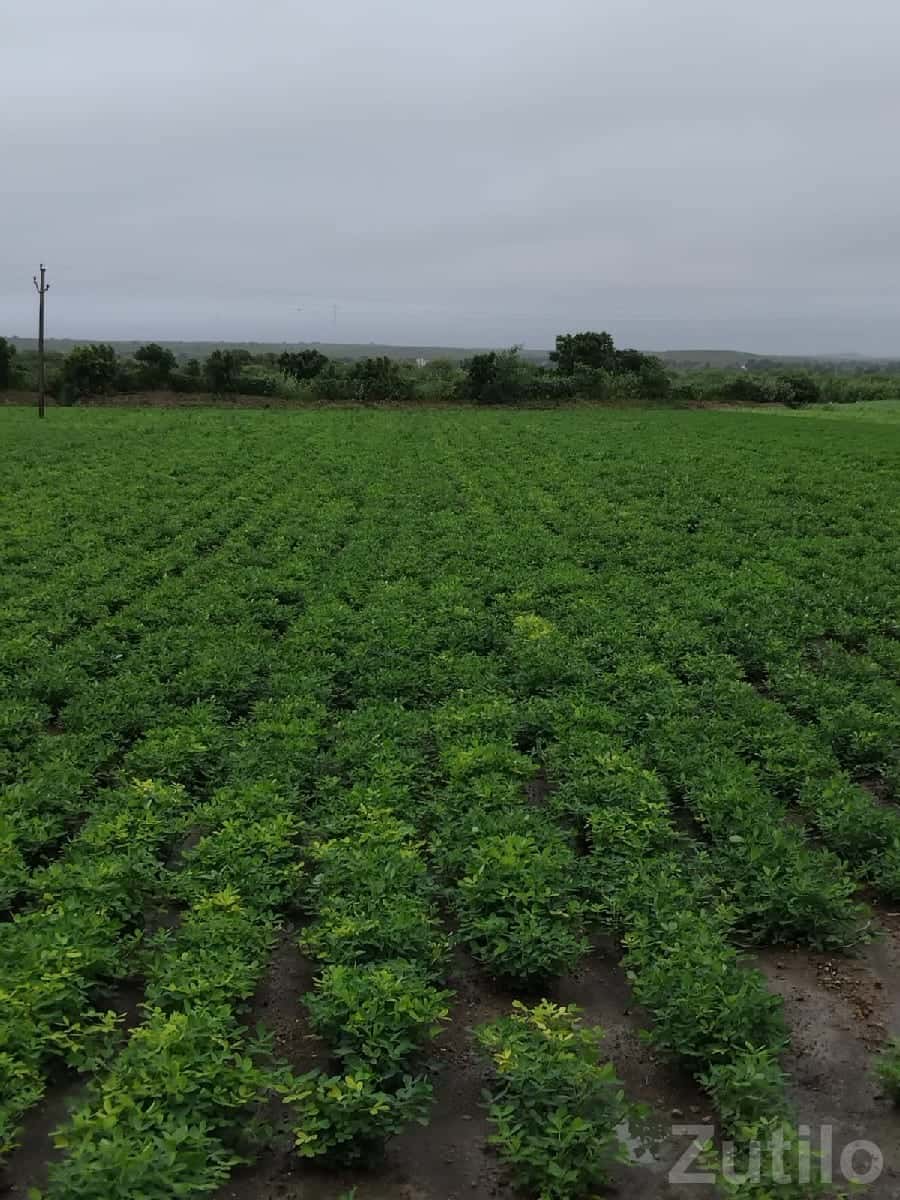 Fertile Green Farmland Plot for Sale Fertile Green Farmland Plot for Sale