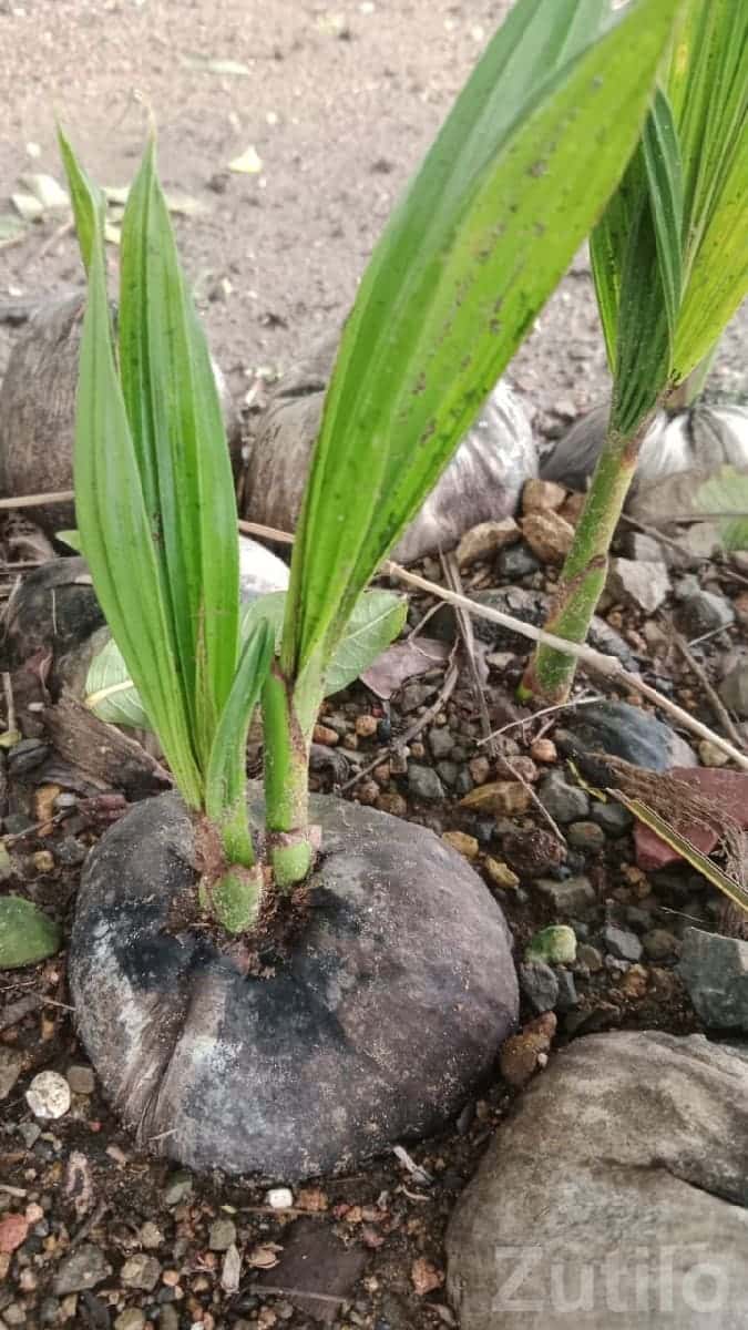 Fertile Agricultural Land with Coconut Seedlings Fertile Agricultural Land with Coconut Seedlings