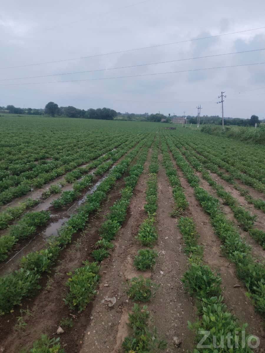 Fertile Agriculture Land for Sale, Talala Fertile Agriculture Land for Sale, Talala