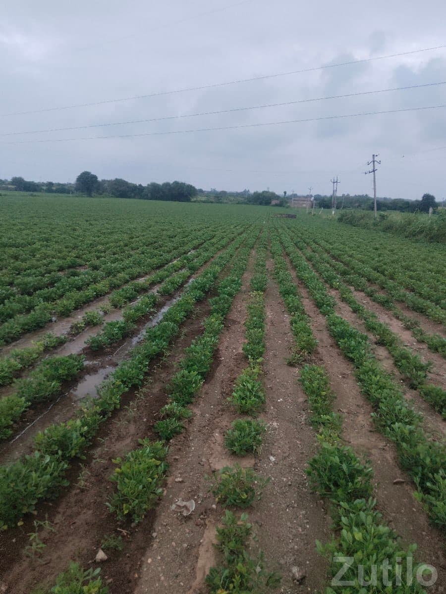 Fertile Agriculture Land for Sale, Talala