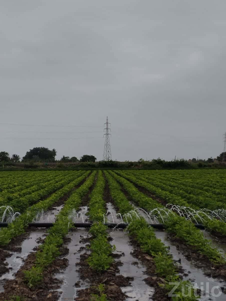 Fertile Irrigated Farmland Plot for Sale Fertile Irrigated Farmland Plot for Sale