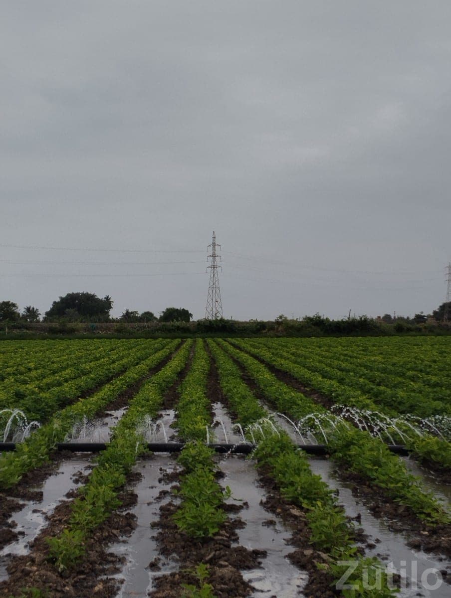 Fertile Irrigated Farmland Plot for Sale