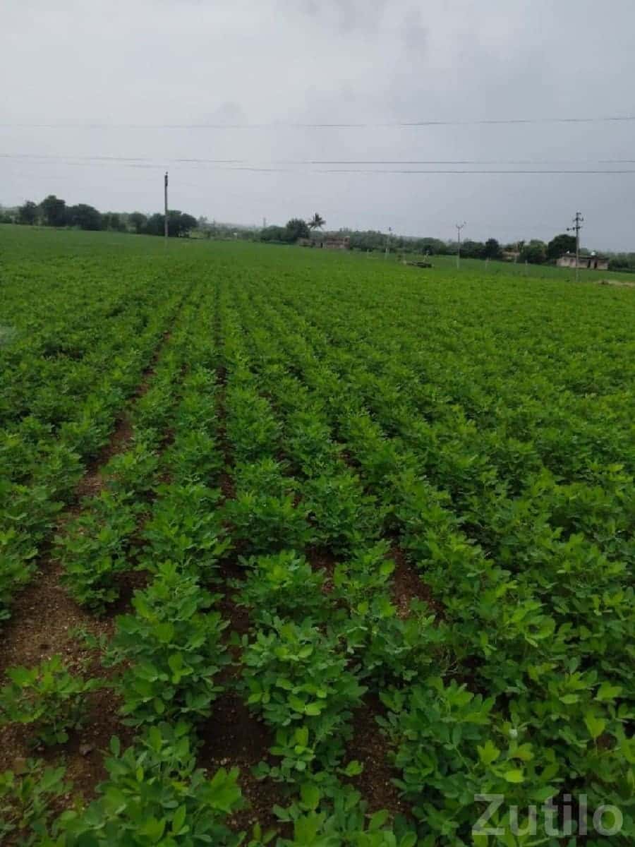 Fertile Green Farmland Plot for Sale Fertile Green Farmland Plot for Sale