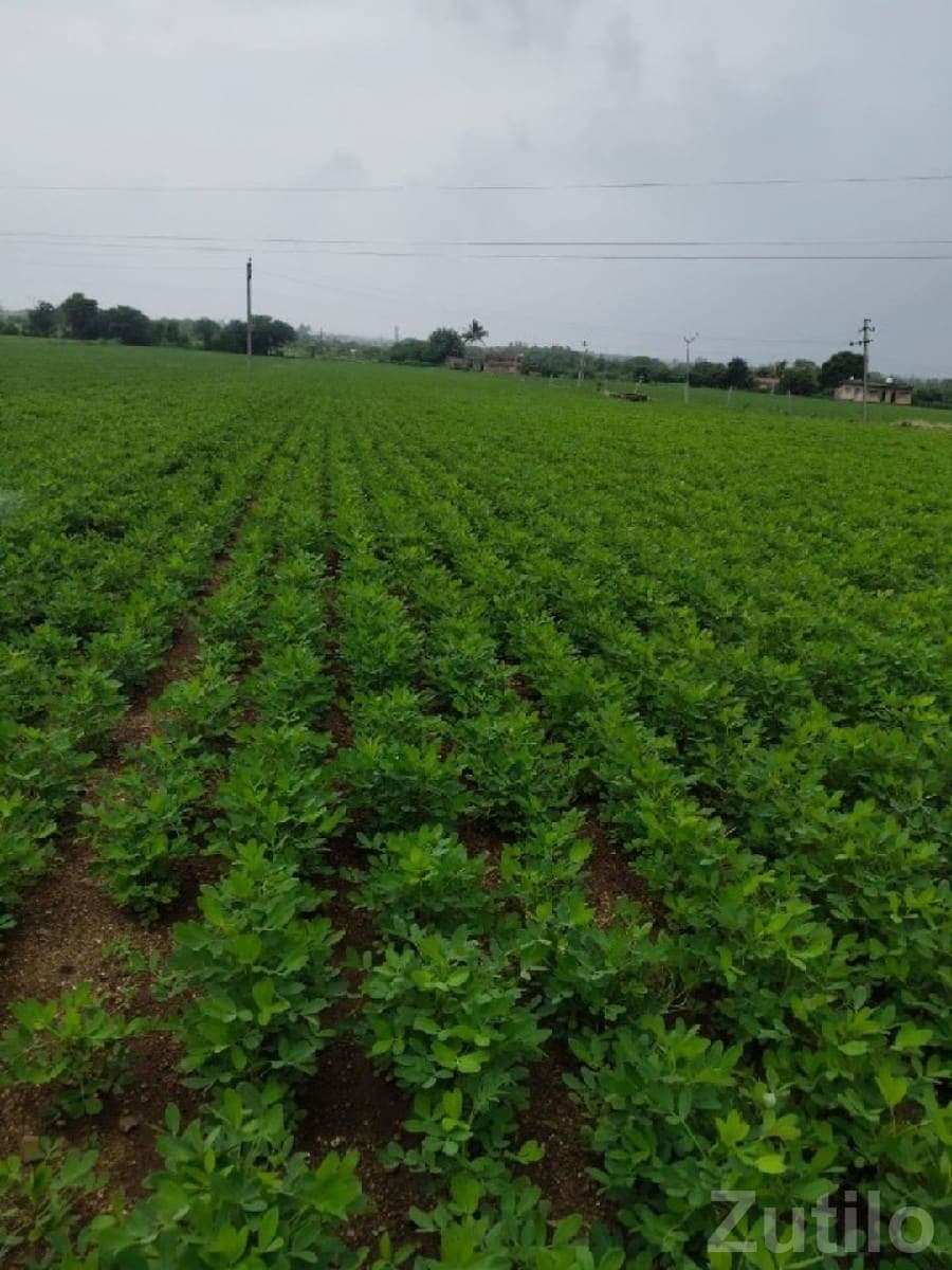 Fertile Green Farmland Plot for Sale