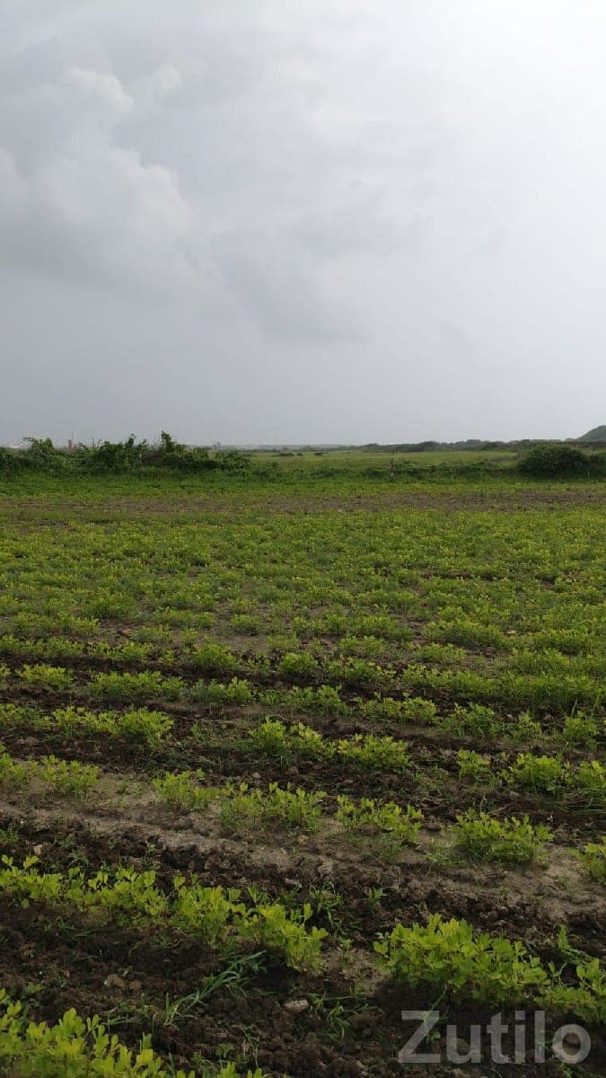 Fertile Agricultural Land in Kalyanpur - Land & Plots - Kalyanpur - Image 1