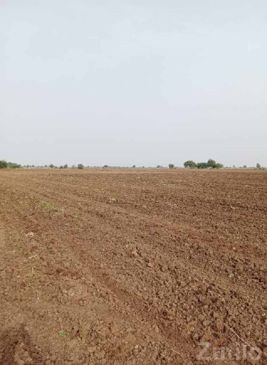 Savarkundla Fertile Agricultural Land
