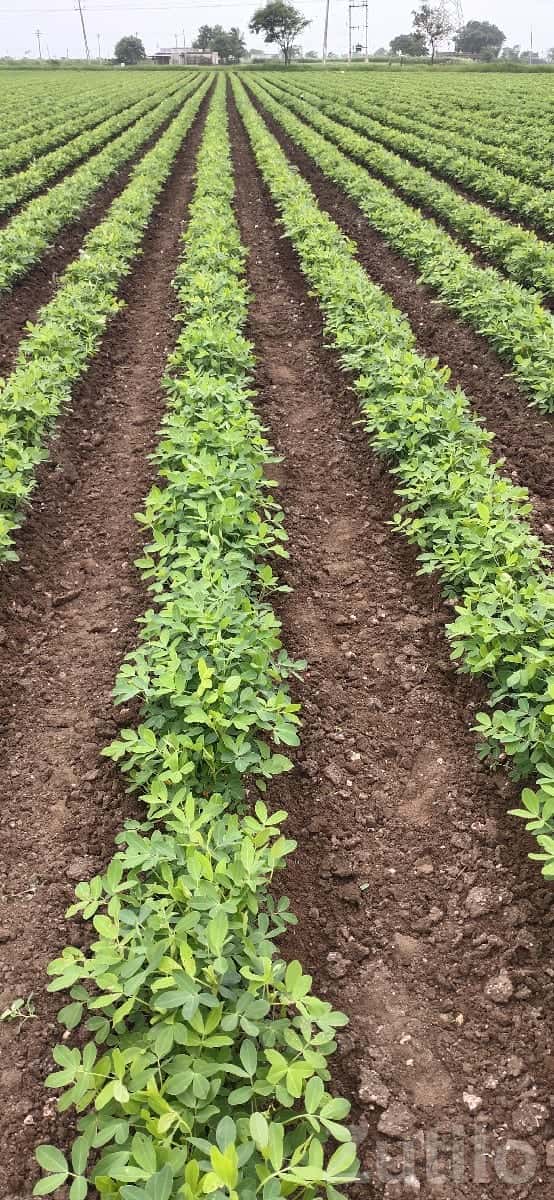 Fertile Agricultural Land in Kalyanpur Fertile Agricultural Land in Kalyanpur