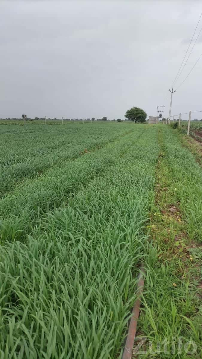 17 Vigha Road Touch Fertile Farm Land 17 Vigha Road Touch Fertile Farm Land