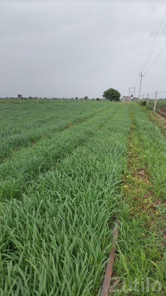 17 Vigha Road Touch Fertile Farm Land