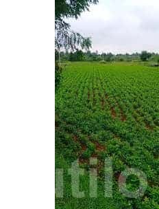 Gondal 10 Bigha Fertile Agriculture Land Gondal 10 Bigha Fertile Agriculture Land