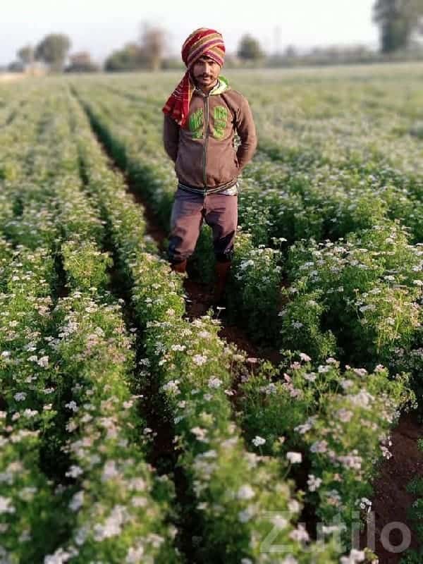 Fertile Agriculture Land in Visavadar Fertile Agriculture Land in Visavadar