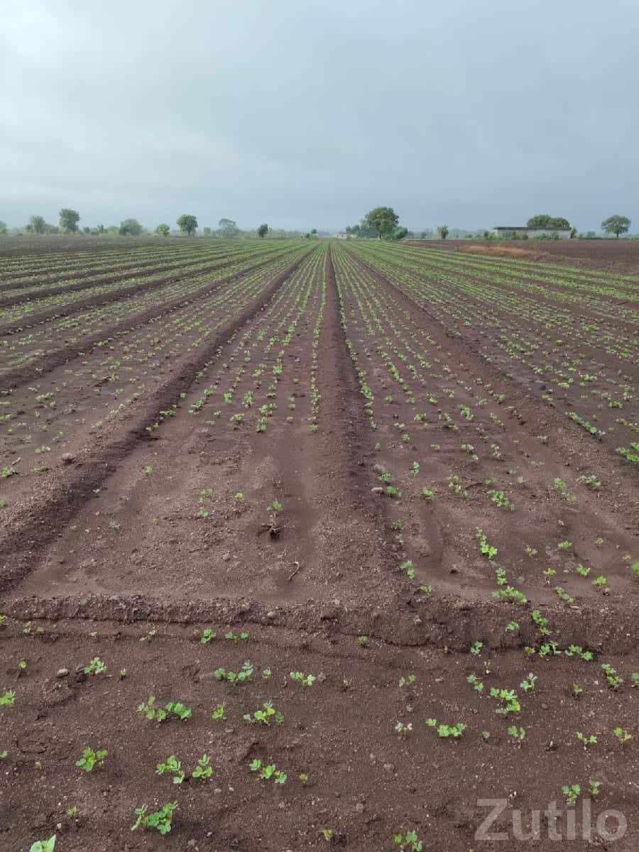 Vadara Highway Fertile Farm Land Plot Vadara Highway Fertile Farm Land Plot
