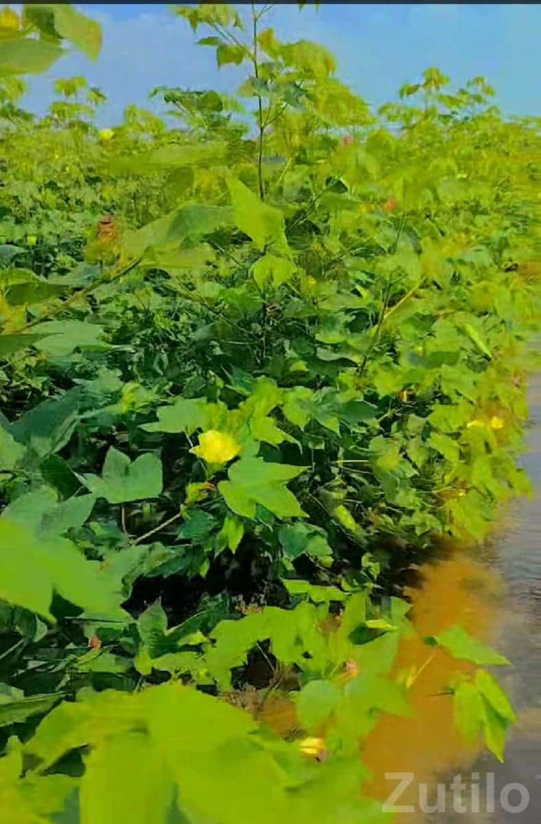 Fertile Agriculture Land in Manavadar Fertile Agriculture Land in Manavadar