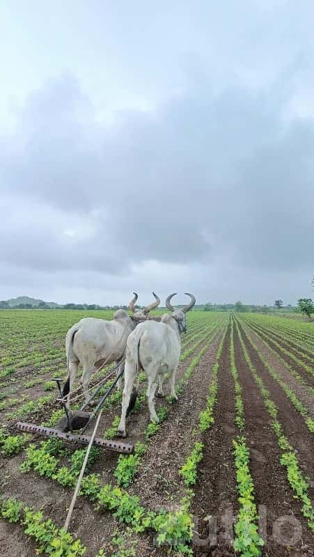Fertile Agricultural Land in Jamjodhpur Fertile Agricultural Land in Jamjodhpur
