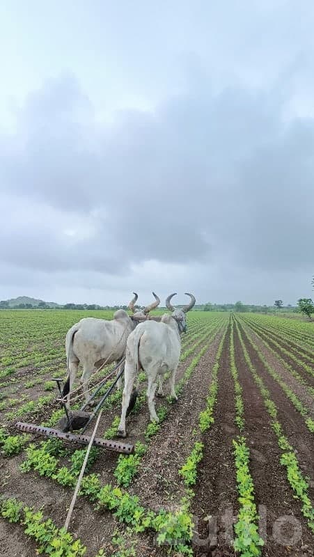 Fertile Agricultural Land in Jamjodhpur - Land & Plots - Jamjodhpur - Image 1