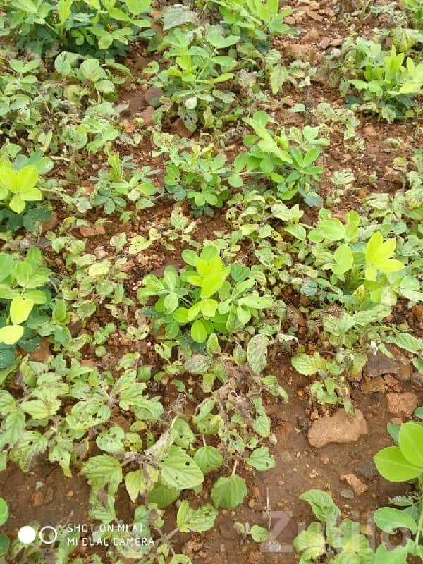 Fertile Agricultural Land in Kalyanpur Fertile Agricultural Land in Kalyanpur