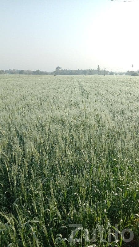 Lathodara Fertile Agricultural Land Sale