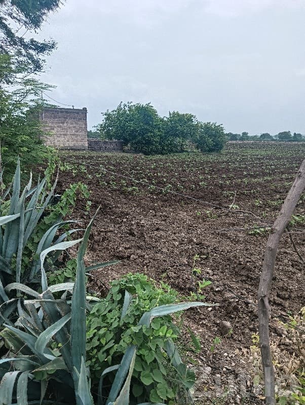 Fertile Agricultural Land for Sale Rajkot - Land & Plots - Rajkot City - Image 1