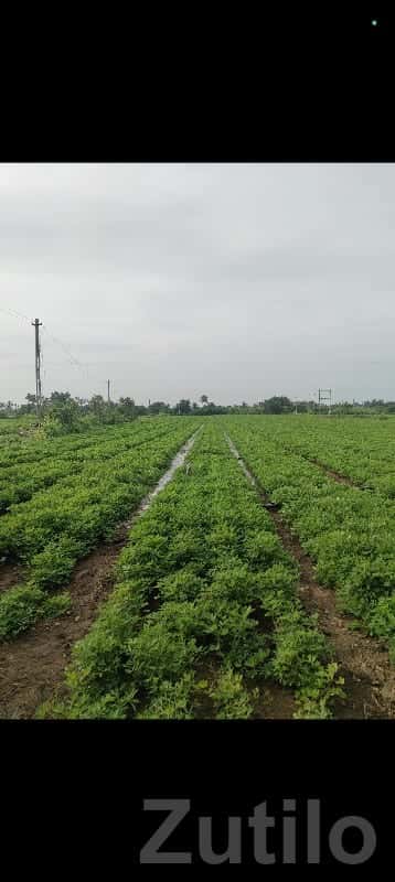 Fertile Agricultural Land in Keshod Fertile Agricultural Land in Keshod