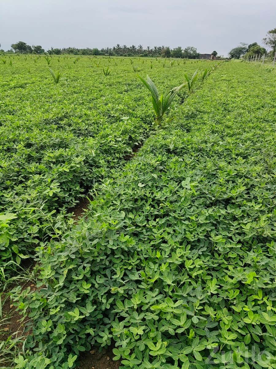 Talala 8 Bigha Fertile Farm Land Sale Talala 8 Bigha Fertile Farm Land Sale