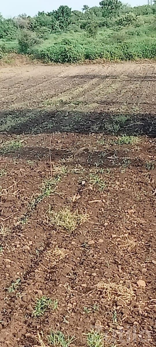 12 Vigha Fertile Farmland in Dhari