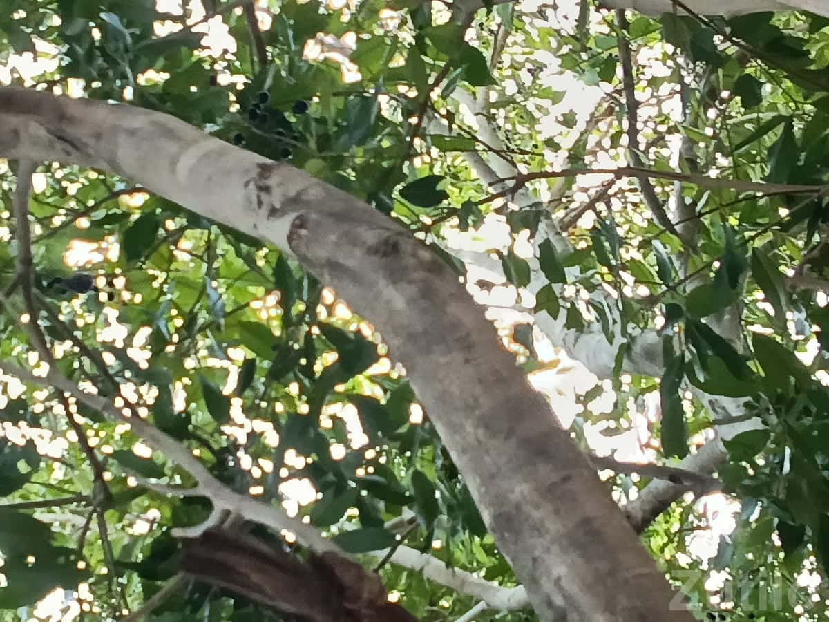 Fertile Agricultural Land with Trees Fertile Agricultural Land with Trees