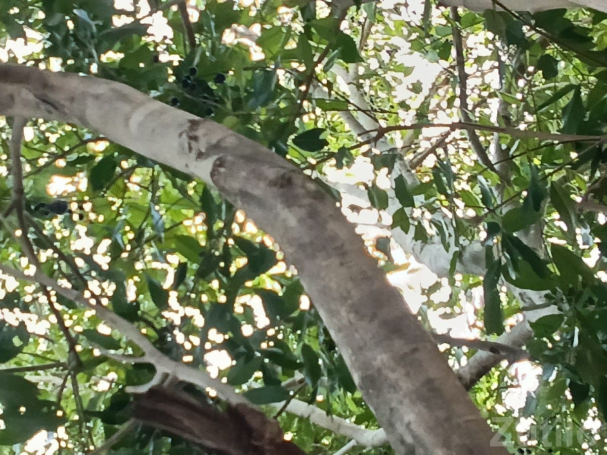 Fertile Agricultural Land with Trees