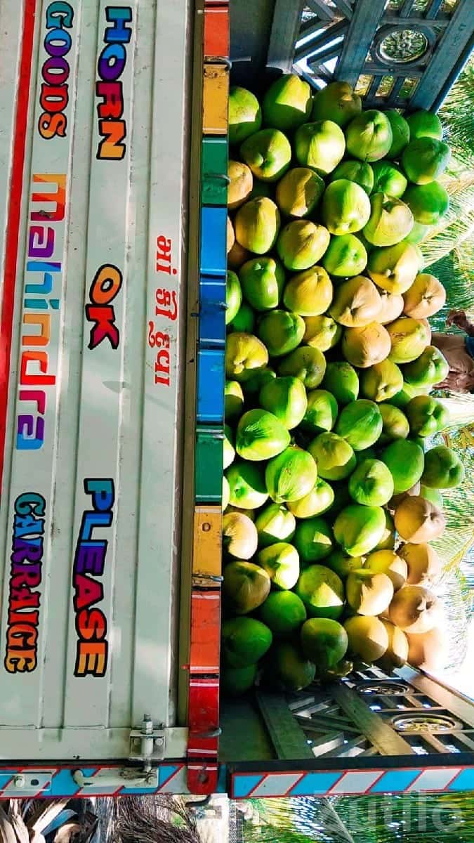 High Yield Coconut Farm Land Mangrol High Yield Coconut Farm Land Mangrol