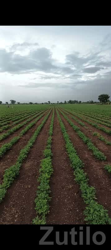 13 Vigha Fertile Agriculture Land Babra 13 Vigha Fertile Agriculture Land Babra