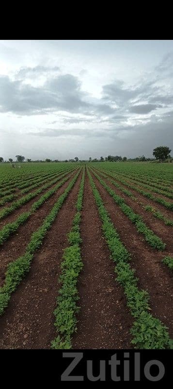 13 Vigha Fertile Agriculture Land Babra