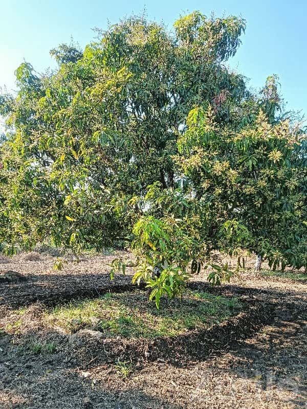Fully Grown Mango Orchard Land for Sale Fully Grown Mango Orchard Land for Sale