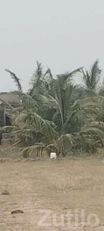 Coconut Farm Land Plot in Mangrol Coconut Farm Land Plot in Mangrol