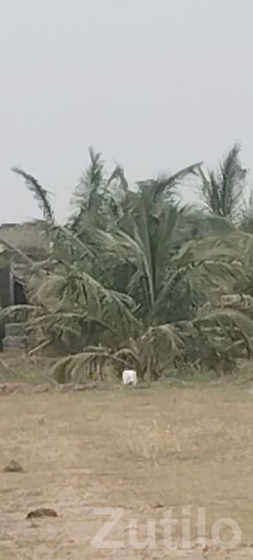 Coconut Farm Land Plot in Mangrol