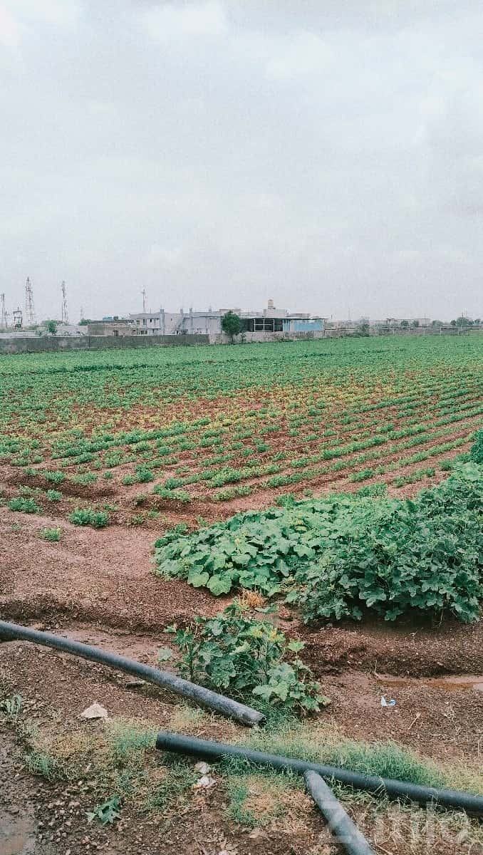 Fertile Agricultural Land in Jamjodhpur Fertile Agricultural Land in Jamjodhpur