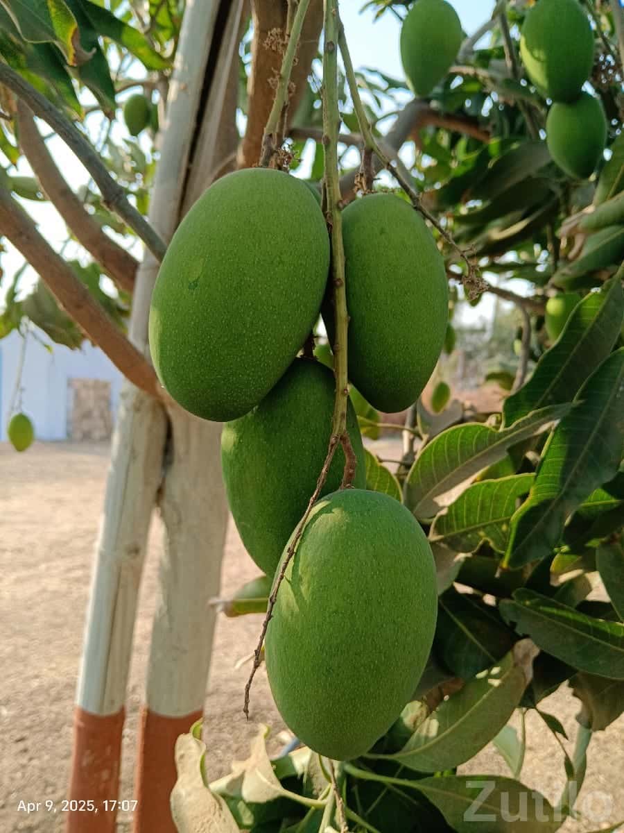 Fruiting Mango Orchard Land for Sale Fruiting Mango Orchard Land for Sale