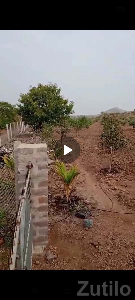 46 Vigha Fenced Bagicho Land in Dhari 46 Vigha Fenced Bagicho Land in Dhari