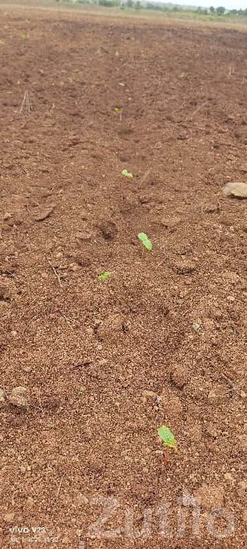 5 Vigha Fertile Agricultural Land Sale 5 Vigha Fertile Agricultural Land Sale