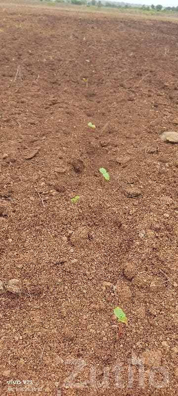 5 Vigha Fertile Agricultural Land Sale