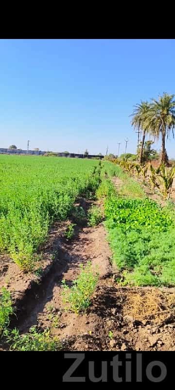 Green Farmhouse Plot Land for Sale Green Farmhouse Plot Land for Sale