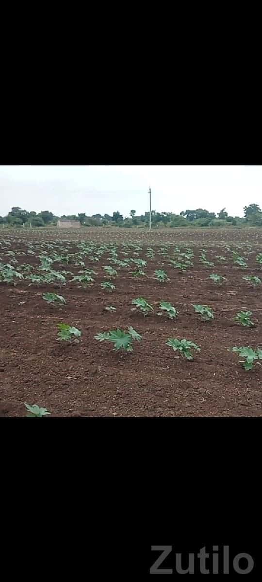 10 Vigha Fertile Farm Land, Khambha 10 Vigha Fertile Farm Land, Khambha