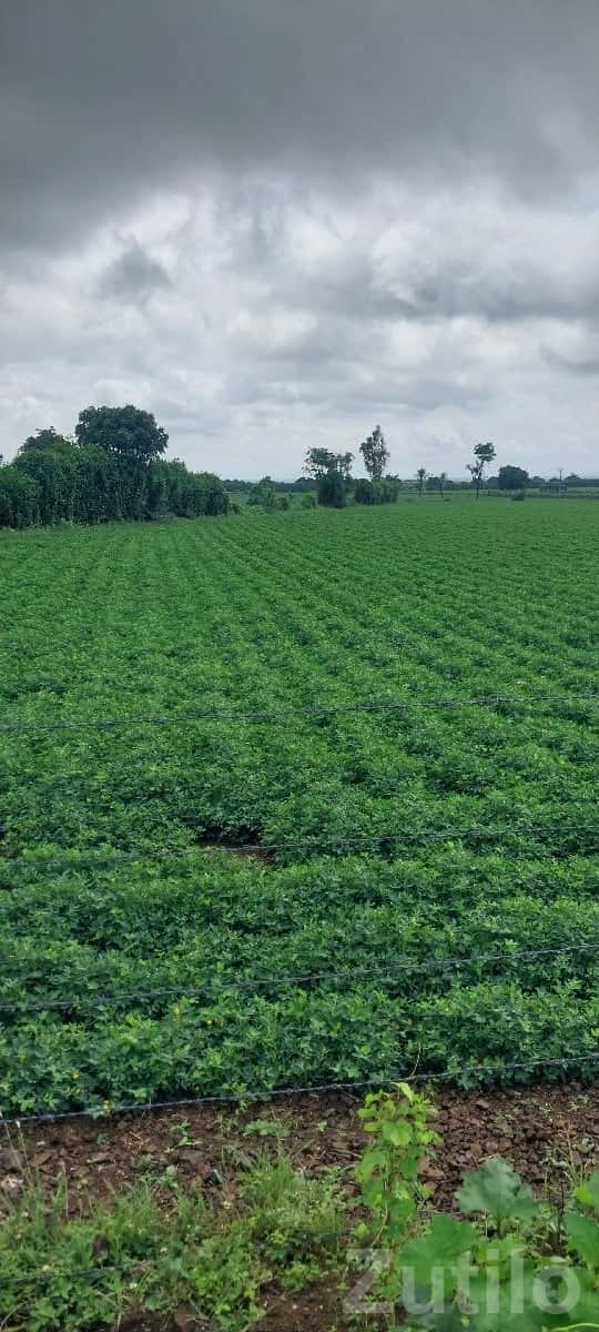 Dhari Fertile Green Farmland Plot Sale Dhari Fertile Green Farmland Plot Sale