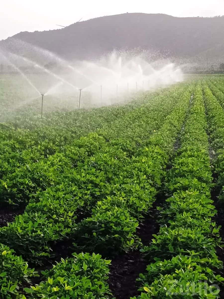 Irrigated Farmland Plot in Jamjodhpur Irrigated Farmland Plot in Jamjodhpur