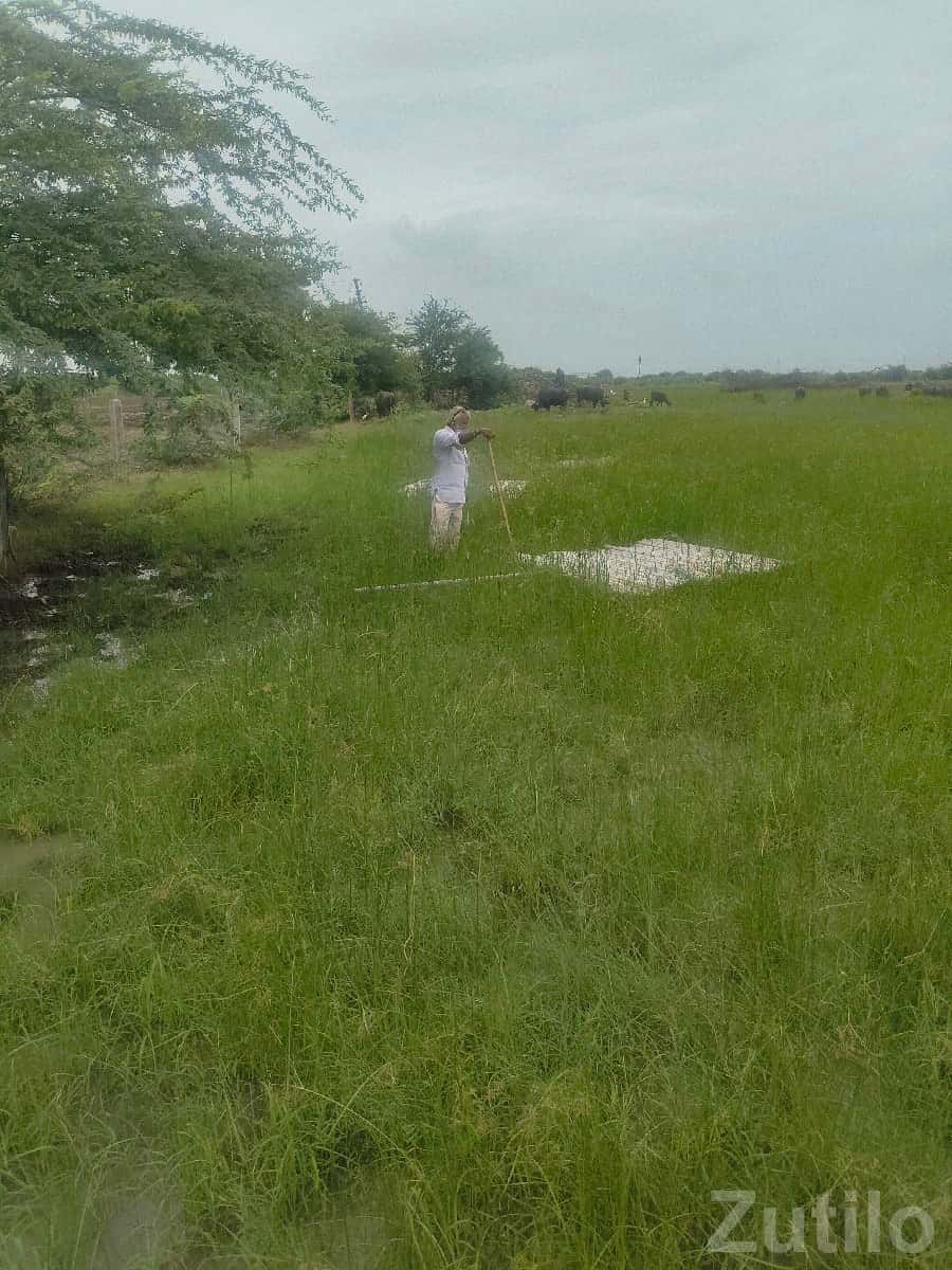 Fertile Green Agricultural Land Plot Fertile Green Agricultural Land Plot