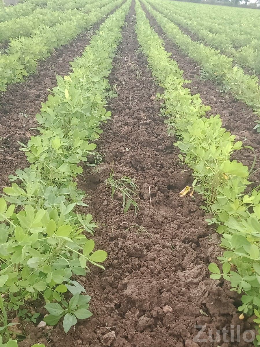 Fertile Agricultural Land in Kutiyana